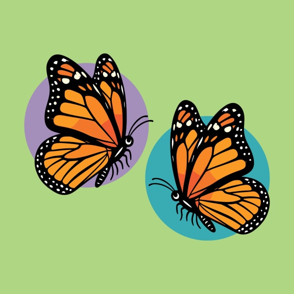 Butterfly Fun